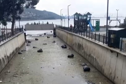Bursa Gemlik Körfezi’nde içler acısı görüntü