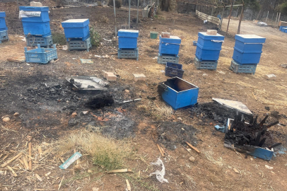 Bursa’daki yangında milyonlarca arı yok oldu