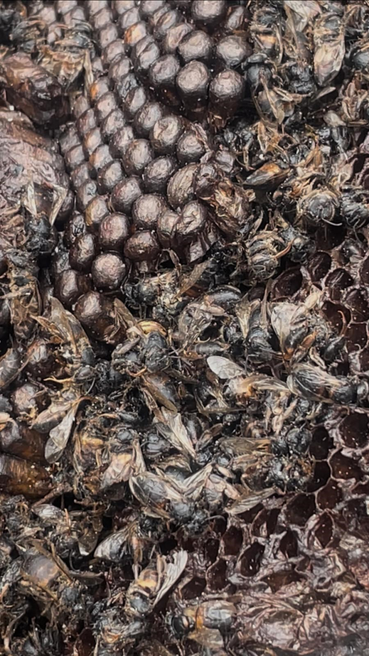 Bursa’daki yangında milyonlarca arı yok oldu  Bursa Hayat-2