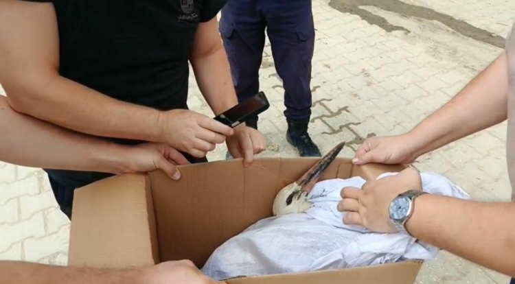 İznik’te mahsur kalan leylek için zamanla yarış!-Bursa Hayat Gazetesi-2