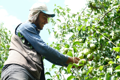 Bursa’nın Santa Maria armutları Avrupa’nın gözdesi oldu
