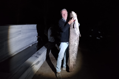 Çiçeközü Barajı'nda dev yayın balığı! 