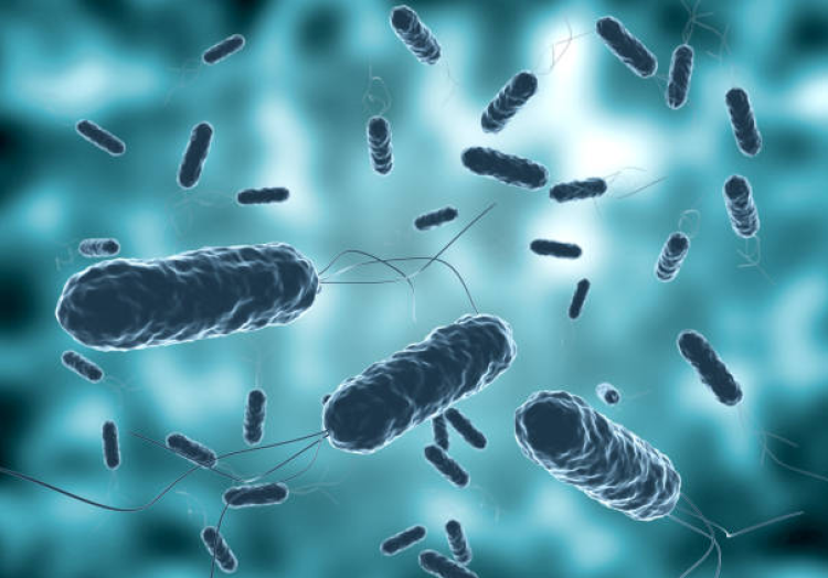 Türkiye'de 'Et Yiyen Bakteri' vakası var mı? Bakanlık açıkladı!-Bursa Hayat Gazetesi-3