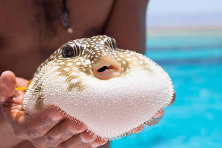 Balon balığı avlayan kazanıyor! Adet başına ödeme yapılacak -Bursa Hayat-2