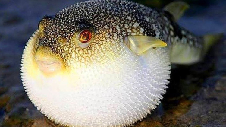 Balon balığı avlayan kazanıyor! Adet başına ödeme yapılacak -Bursa Hayat-4