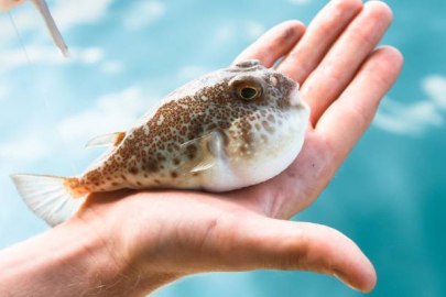 Balon balığı avlayan kazanıyor! Adet başına ödeme yapılacak