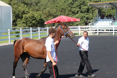 Karacabey Harası'nda 51 tay satıldı, milyonluk gelir sağlandı