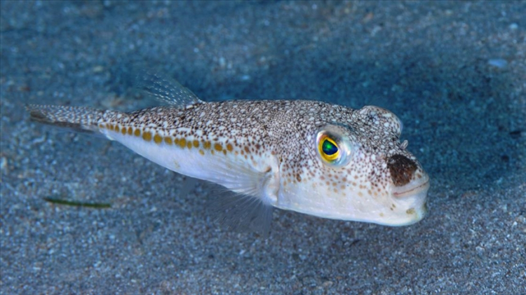 Balon balığı avlayan kazanıyor! Adet başına ödeme yapılacak -Bursa Hayat-3