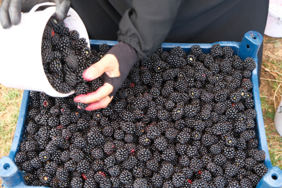 Türkiye’nin böğürtlen üssü Bursa Kestel’de hasat başladı