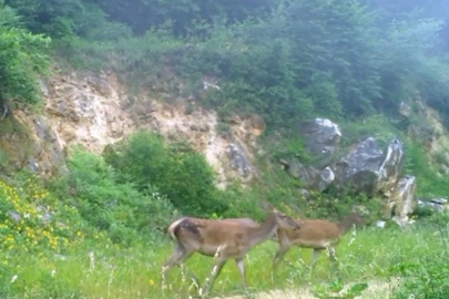 Bursa ormanlarının sessiz sakinleri: Fotokapanla kayıt altına alındılar