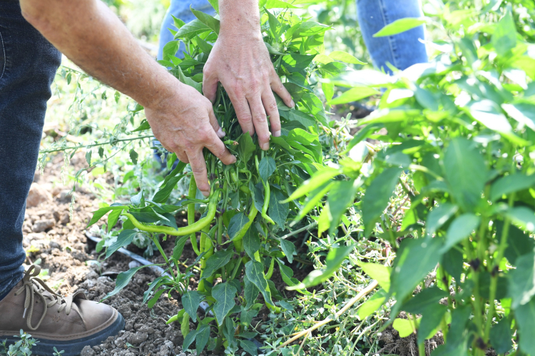 Osmangazi’den ilaçsız tarımda örnek proje! İlk hasat gerçekleştirildi -Bursa Hayat-2