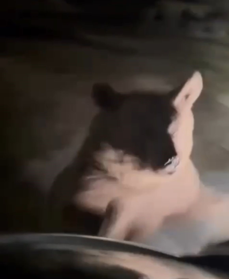 Uludağ’da tehlikeli yakınlaşma!-Bursa Hayat Gazetesi-2