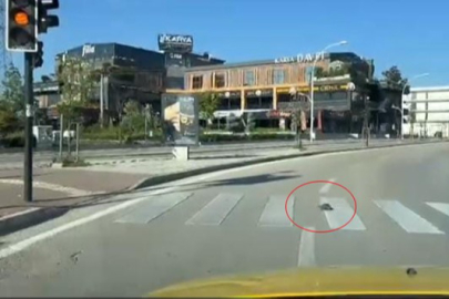 Bursa’da kurallara uyan kaplumbağa gülümsetti