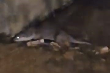 Bursa’da su samuru görüntülendi! Heyecanı sosyal medyada gündem oldu