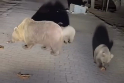 Uludağ’da tehlikeli yakınlaşma!