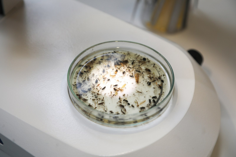 Karacabey ormanlarında yeni böcek türleri keşfedilecek -Bursa Hayat-2