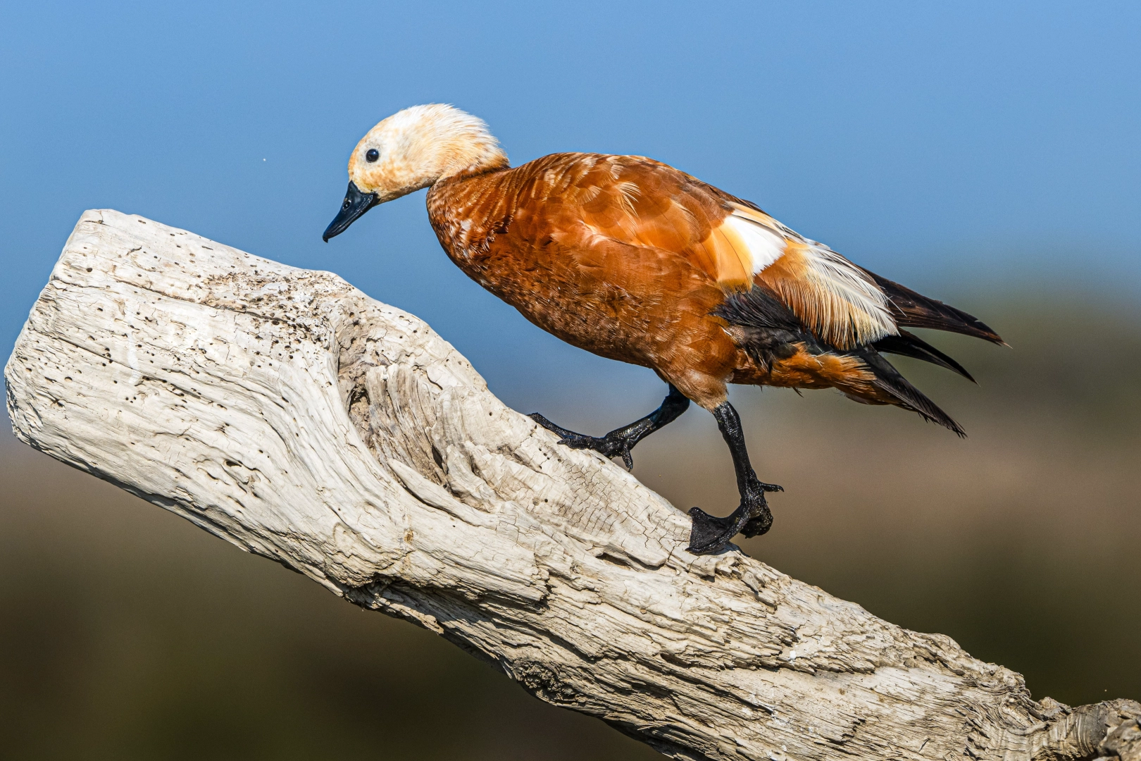 Kocaçay Deltası, Angıt ördeklerinin yavrularıyla şenlendi