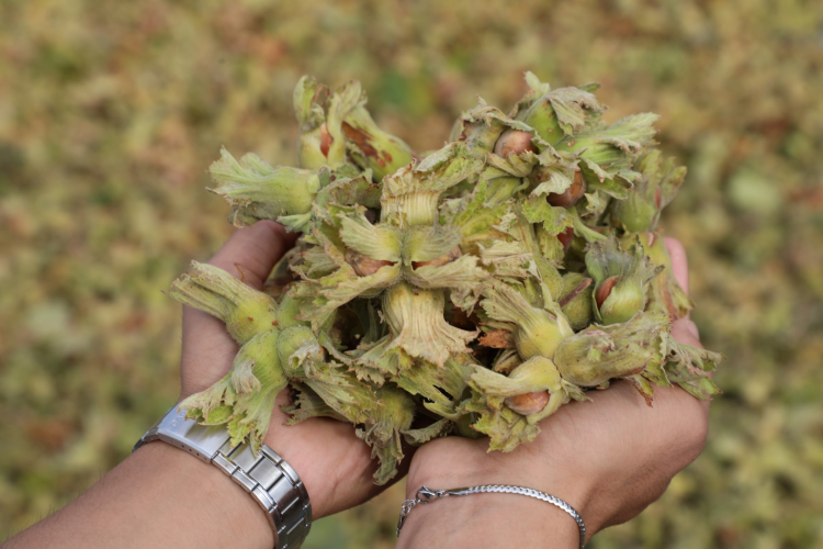 İnegöl’de fındık hasadı başladı- Bursa Hayat 3