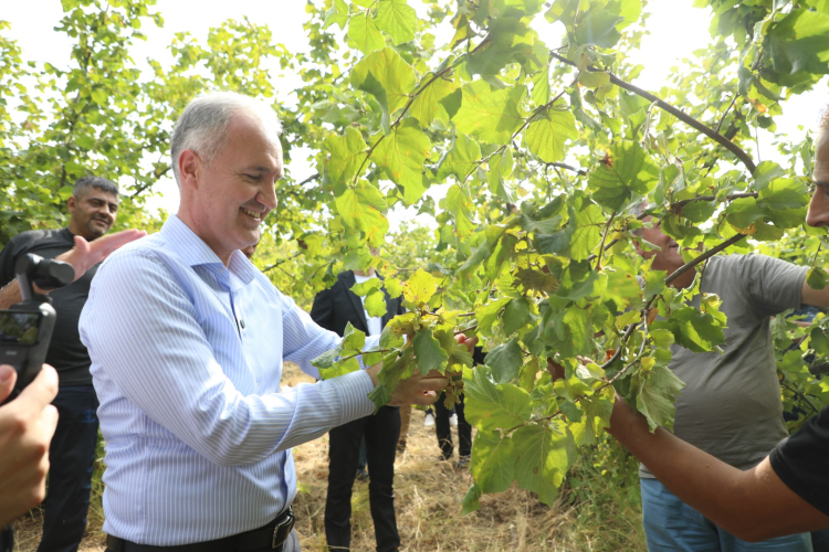 İnegöl’de fındık hasadı başladı- Bursa Hayat 4