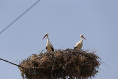 Yaren leyleğin yavruları göç yolunda
