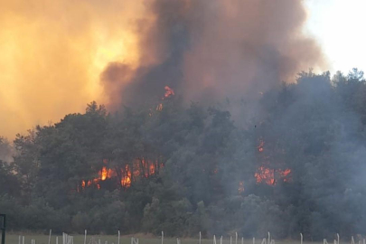 İzmir’de orman yangını!