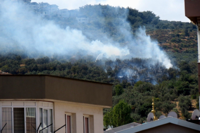 Bursa Mudanya’da zeytinlik yangını: 3 dönüm alan küle döndü
