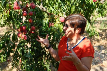 Bursa Uludağ Üniversitesi’nde 120 çeşit şeftali ve nektarin koleksiyonu