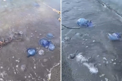 Gemlik sahilinde mavi denizanası istilası