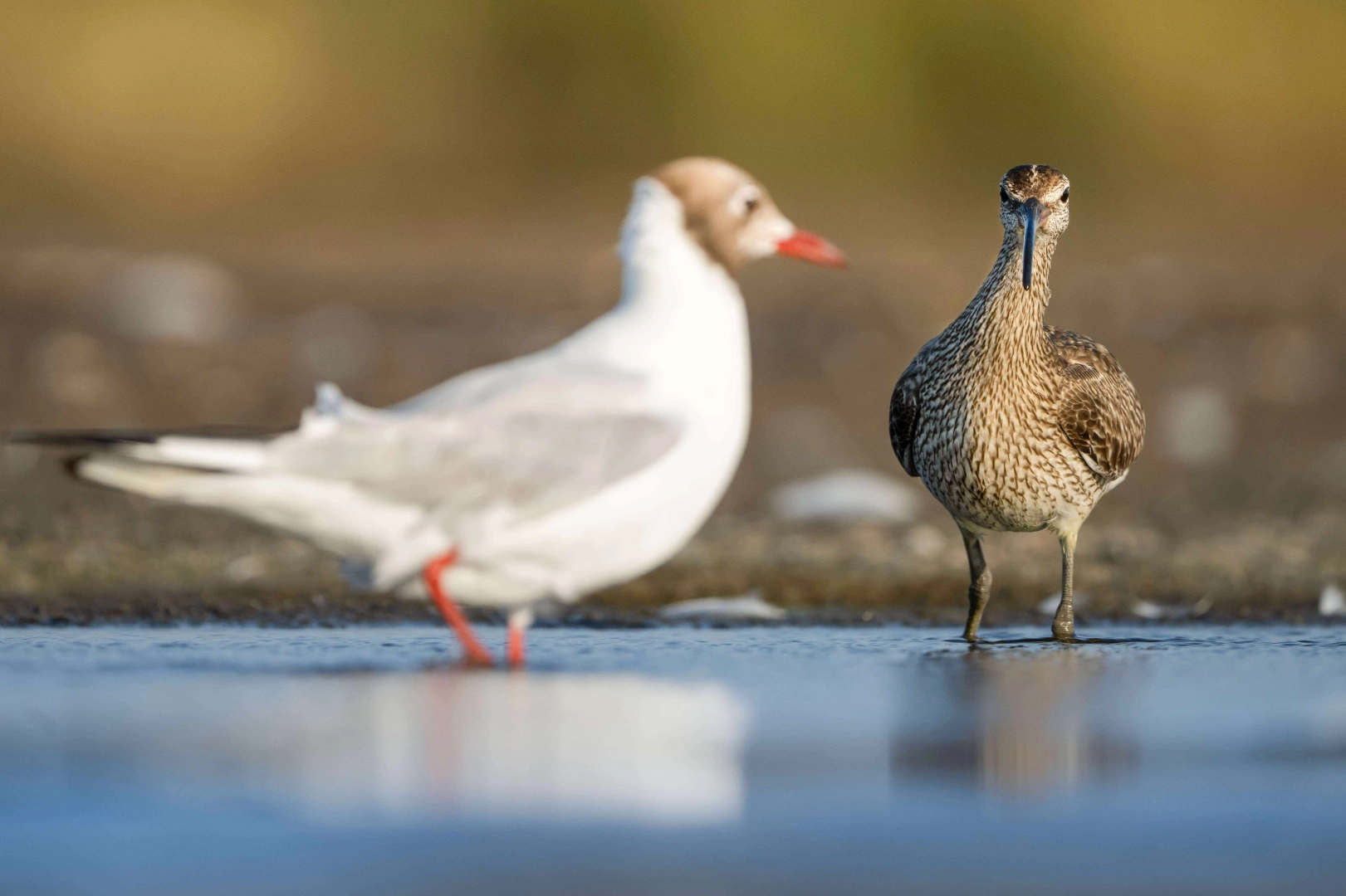 Kervan Çulluklarının sonbahar göçü Bursa’da başladı