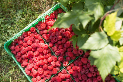 Bursa’da ahududu üretimi tehlikede! Verimde ciddi düşüş yaşandı