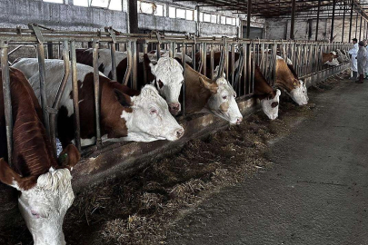 Şap salgınını kontrol altında: 24 ilde hayvan pazarları yeniden açıldı