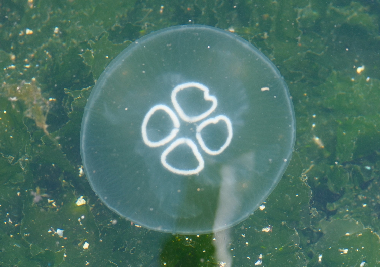 Gemlik Körfezi’nde müsilaj bitti, denizanası yoğunluğu alarm veriyor!-Bursa Hayat Gazetesi-6