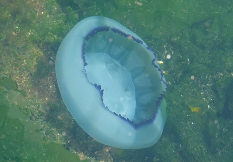 Gemlik Körfezi’nde müsilaj bitti, denizanası yoğunluğu alarm veriyor!-Bursa Hayat Gazetesi-4