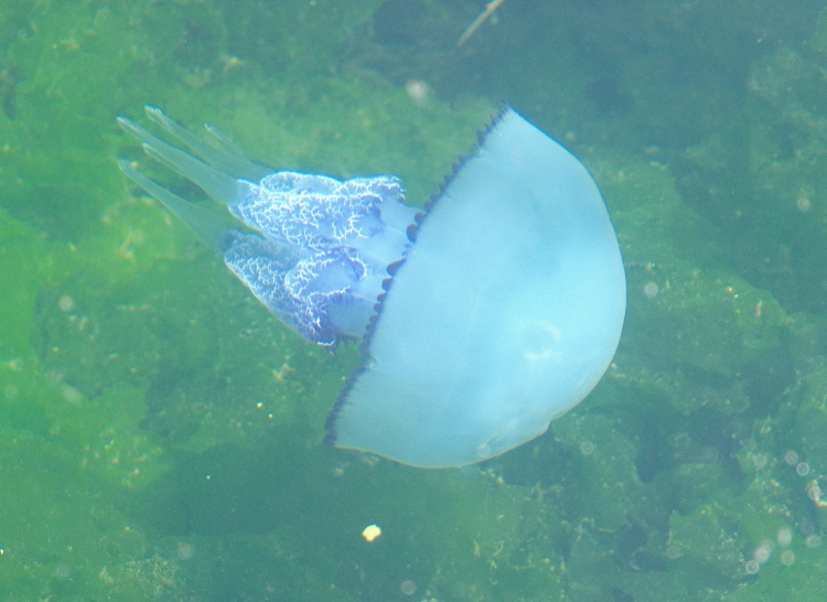 Gemlik Körfezi’nde müsilaj bitti, denizanası yoğunluğu alarm veriyor!-Bursa Hayat Gazetesi-5