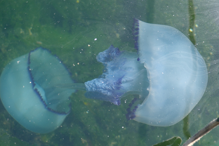 Gemlik Körfezi’nde müsilaj bitti, denizanası yoğunluğu alarm veriyor!-Bursa Hayat Gazetesi-2