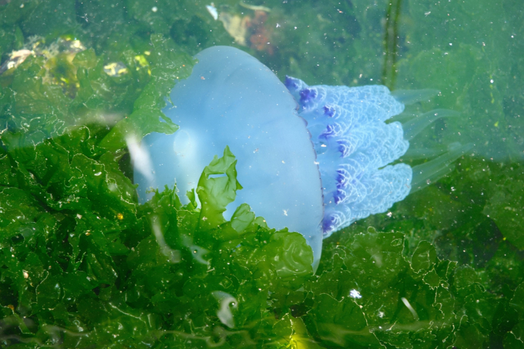 Gemlik Körfezi’nde müsilaj bitti, denizanası yoğunluğu alarm veriyor!-Bursa Hayat Gazetesi-3