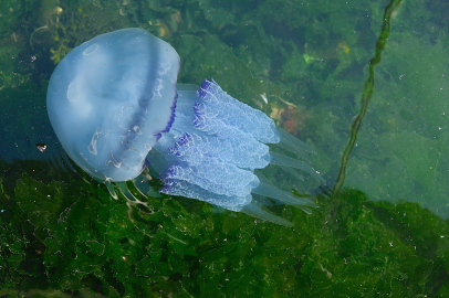 Gemlik Körfezi’nde müsilaj bitti, denizanası yoğunluğu alarm veriyor!