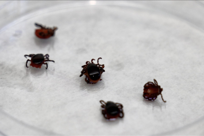 Türkiye’de kene araştırması: Kritik risk haritası geliyor