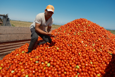 Karacabey’de domates alanları daraldı: Çiftçi zararı hâlâ telafi edemedi