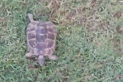 Bursa’da bahçıvan ile kaplumbağa arasında sıcacık dostluk!