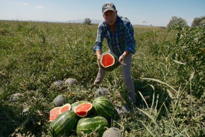 Bursalı çiftçinin karpuzu tarlada kaldı