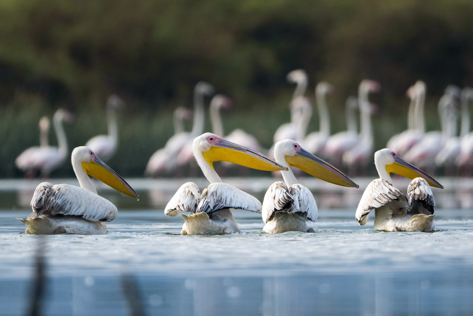 Bursa Kocaçay Deltası’nda nadir doğa olayı
