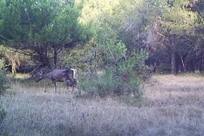 Bursa Uludağ’da kızıl geyik fotokapana takıldı!