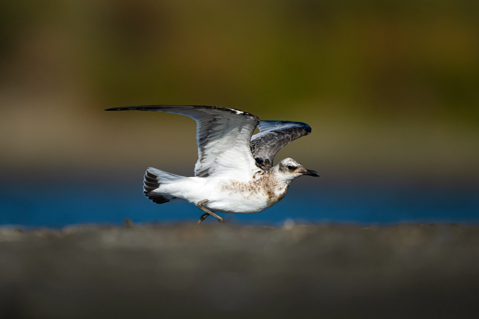 Bursa Kocaçay Deltası'nda martı çeşitliliğinde artış!