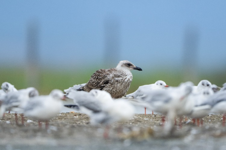 TÜRKİYE'NİN ÖNEMLİ SULAK ALANI