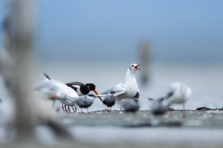 MARTILAR DELTADA BAŞROLDE