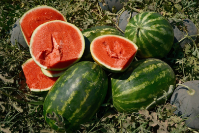 Karacabey Ovası’nda karpuz fiyatları dip yaptı!