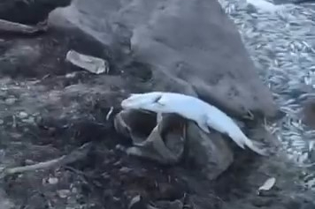 Bursa'da göl suları çekildi balıklar kıyıya vurdu