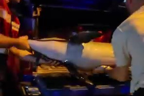 Bursa Gemlik sahilinde ölü yunus balığı kıyıya vurdu