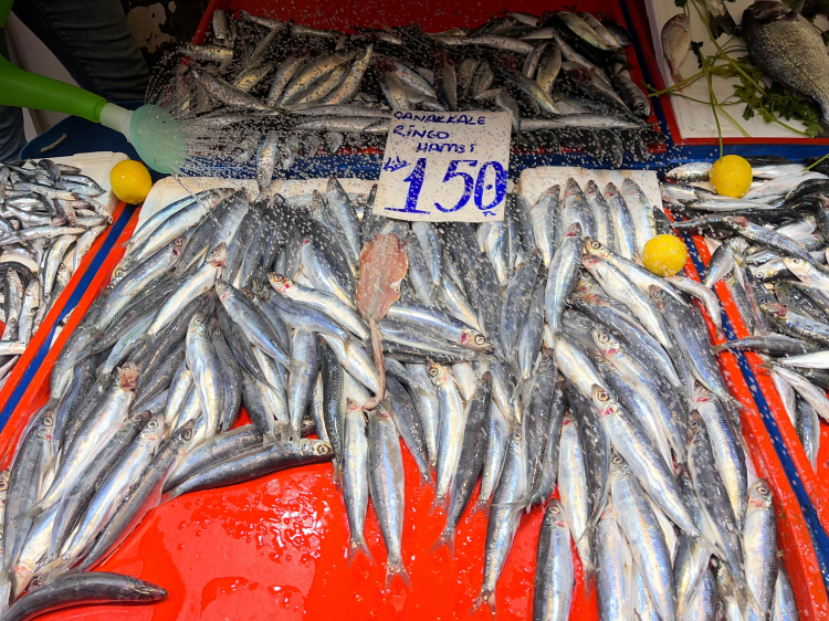 Balıkçılar temkinli başladı Sezon ilerledikçe bolluk bekleniyor - Bursa Hayat Gazetesi-3